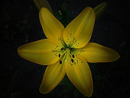 Free Lily Flower photo and picture