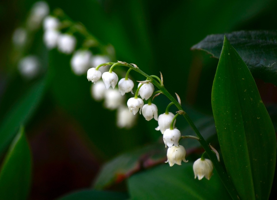Lily Of The Valley Flowers Plant - Free photo on Pixabay