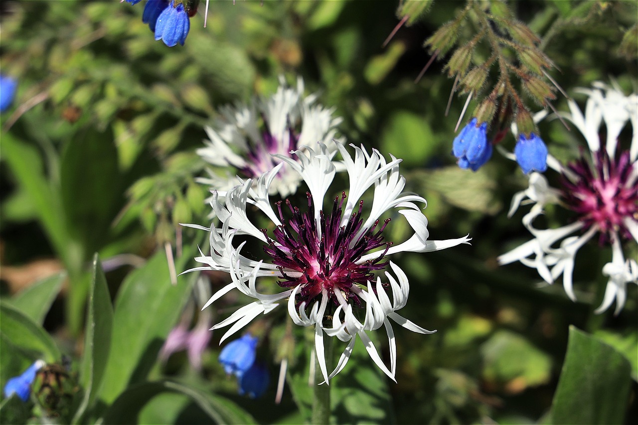 https://cdn.pixabay.com/photo/2022/05/24/19/00/flowers-7219118_1280.jpg