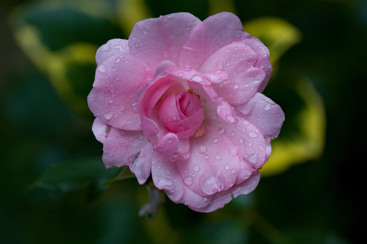Tableau Photo Magnolia Fleur Rose