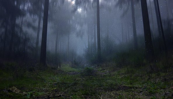 Free Forest Nature photo and picture