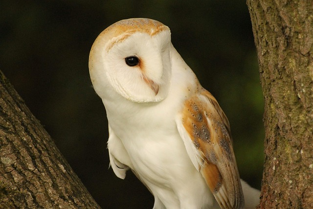 Schleiereule, Vogel, Sitzend, Tier