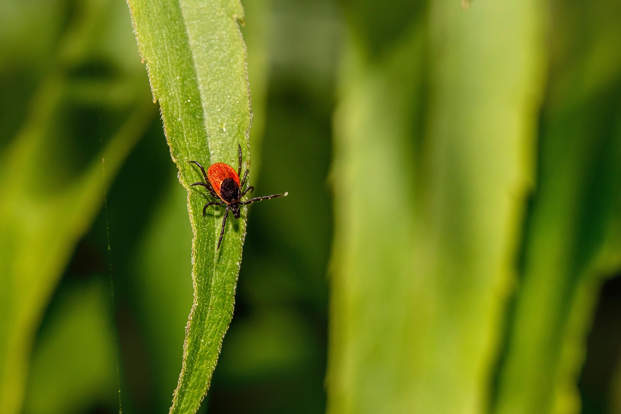 600+ Free Ticks & Ixodes Ricinus Images - Pixabay