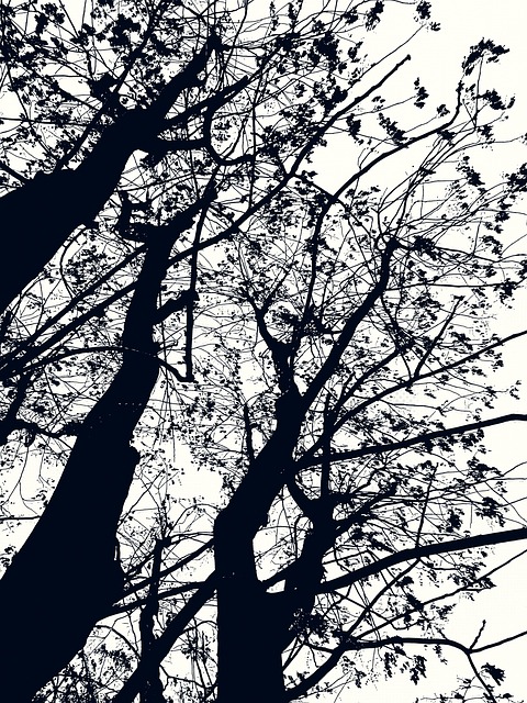 Download free HD stock image of Branches Tree Free branches tree bald illustration