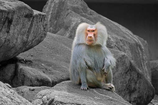 Free Animal Zoo photo and picture