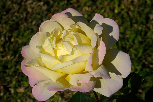 Free Flower Rose photo and picture