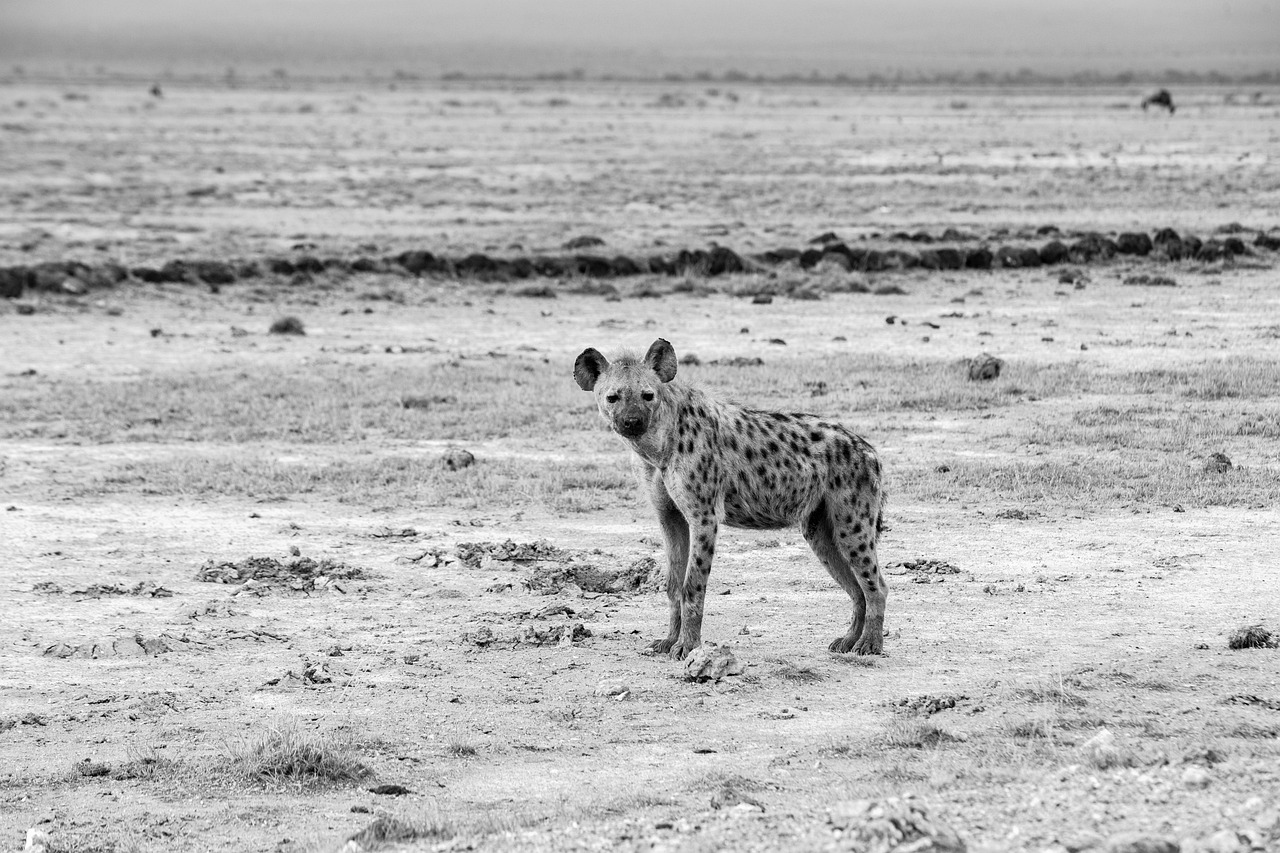 Hyena Park Nature Free photo on Pixabay Pixabay