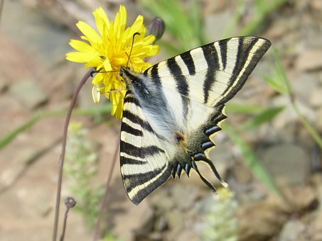 Butterfly, Paardebloem, Bloem