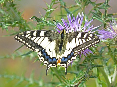 Bloem, Distel, Distelbloem