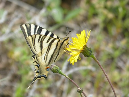 Iphiclides Podalirius, Polidario
