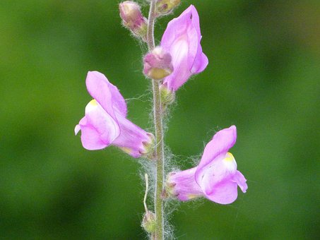 Konijntjes, Bloem, Wilde Bloem