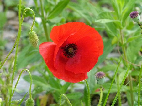 Bloem, Papaver, Rosella, Floreren
