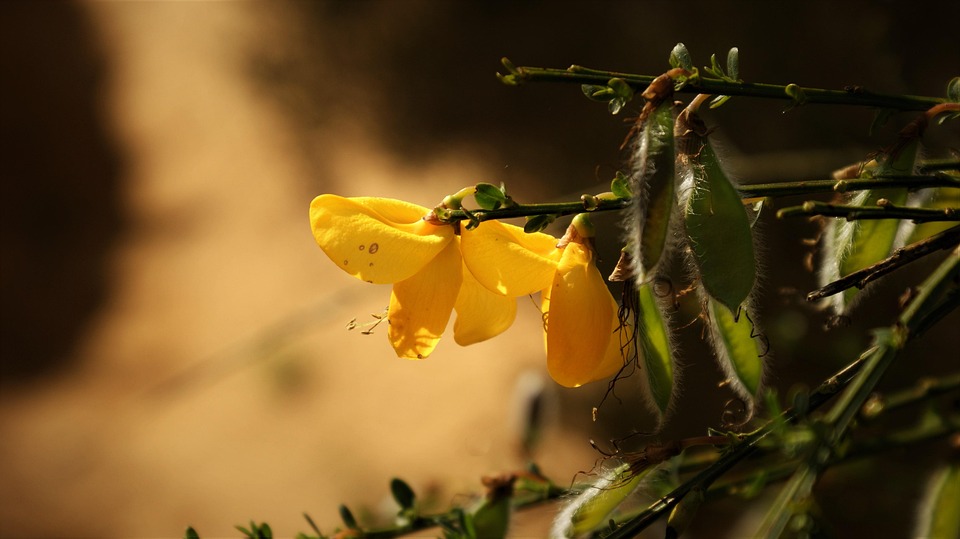 Yellow Flower Stores Landscape Free photo on Pixabay