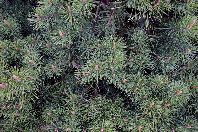 pinegreens
