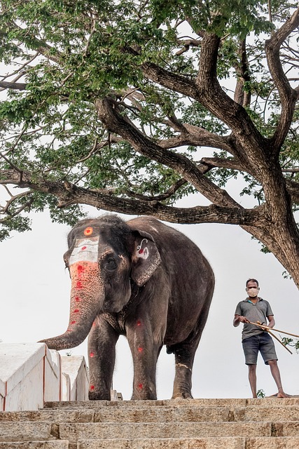 Free Elephant Animal photo and picture