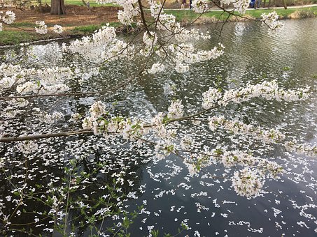 Free Spring Garden photo and picture