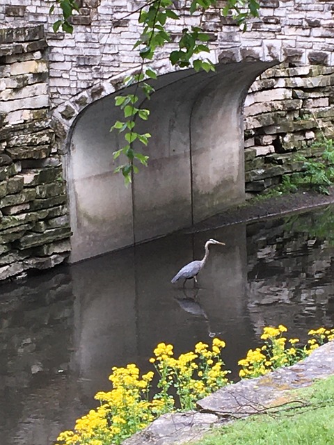 Free Heron Bird photo and picture
