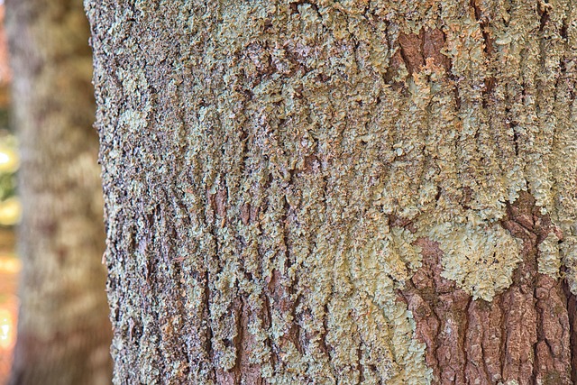 Free Tree Nature photo and picture