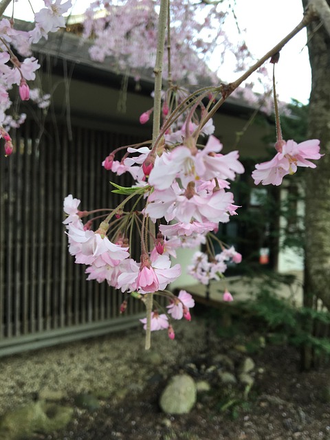 Free Sakura Cherry photo and picture