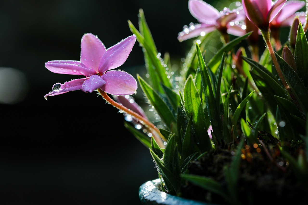 https://cdn.pixabay.com/photo/2022/05/25/15/29/flowers-7220829_1280.jpg