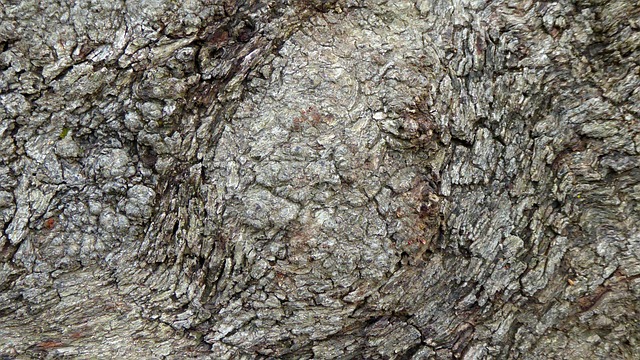 Baum Rinde Wuchern - Kostenloses Foto auf Pixabay - Pixabay