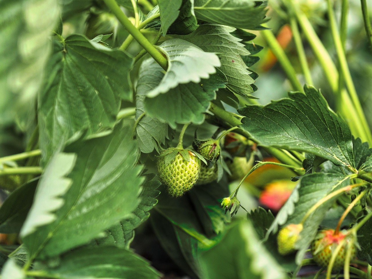 Download free HD stock image of Fruit Strawberries Free Fruit Strawberries photo and picture