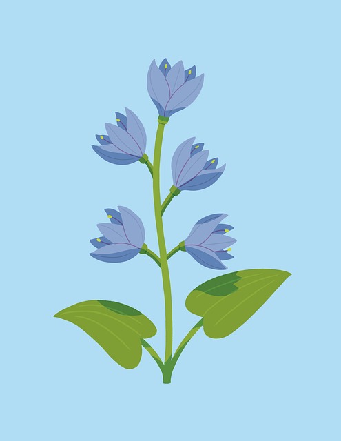 Blomster, Bloom, Vår, Natur, Jacinto