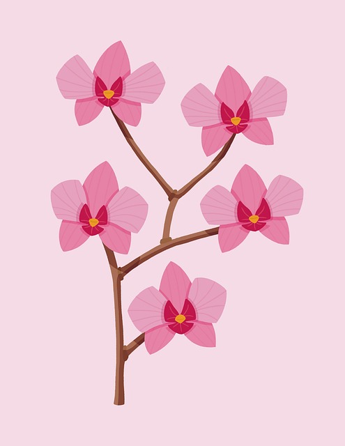 Blomster, Orkide, Rose, Å Blomstre