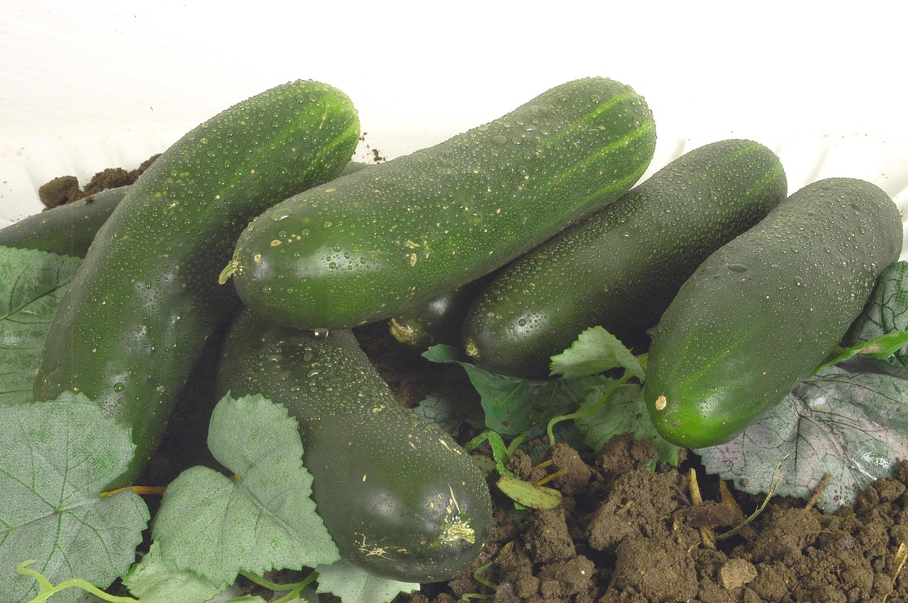 Cucumber Vegetables - Free photo on Pixabay - Pixabay