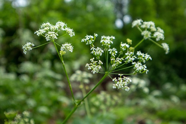 Blumen, Wald, Natur, Frühling, Botanik