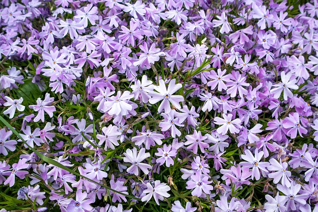 Blumen, Türkis, Hintergrund, Viel, Wiese