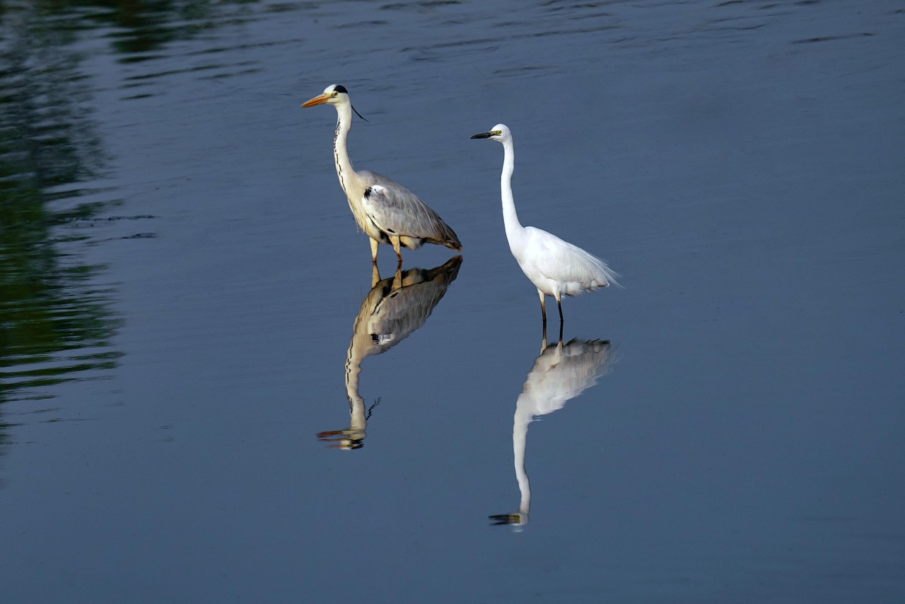 Más de 4 000 imágenes gratis de Garzas y Naturaleza - Pixabay