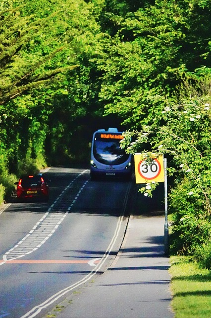 Straße, Wald, Bäume, Bus, Natur, Flora