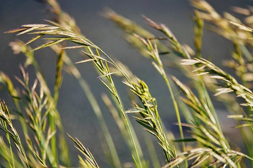 Gras, Schilf, Blätter, Natur, Laub