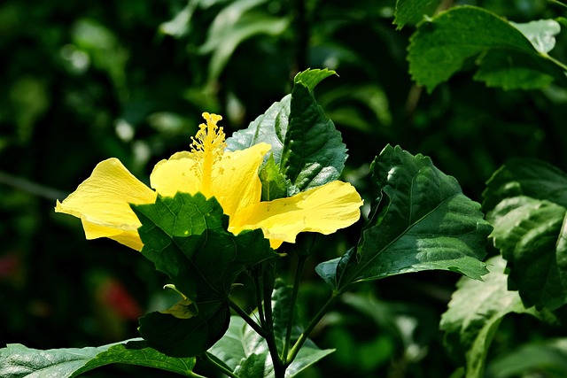 4,000+ Free Hibiscus & Nature Images - Pixabay