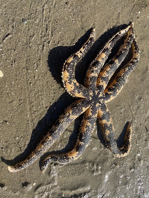 Free Starfish Beach photo and picture