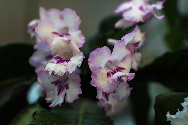 Blumen, Natur, Garten, Schöne Blumen