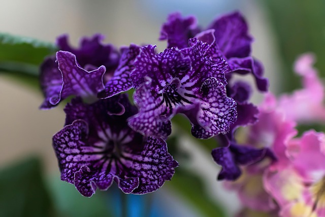 Blumen, Kap Primel, Blütenblätter, Natur