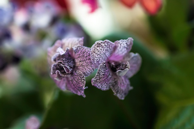 Blumen, Blütenblätter, Natur