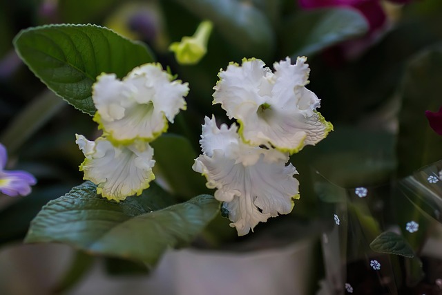 Blumen, Pflanze, Garten, Weiße Blumen