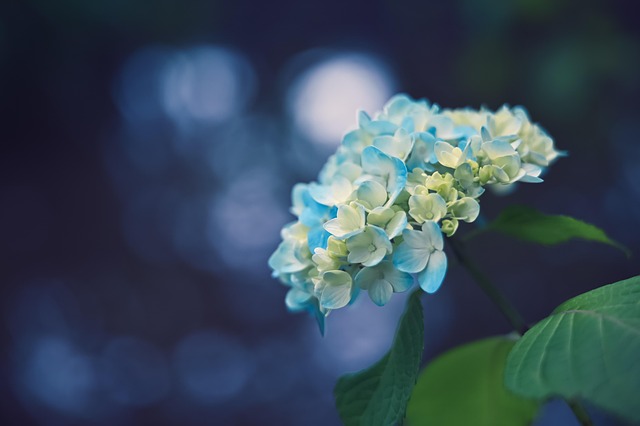 Hortensia, Bloom, Florecer, Flora
