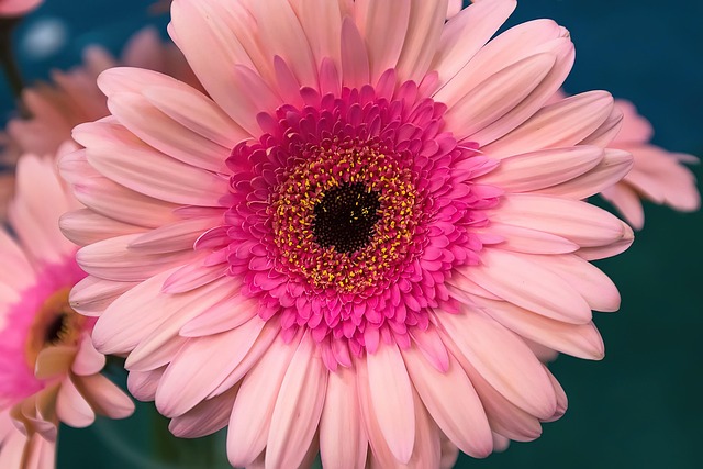 Flor, Naturaleza, Hermosas Flores