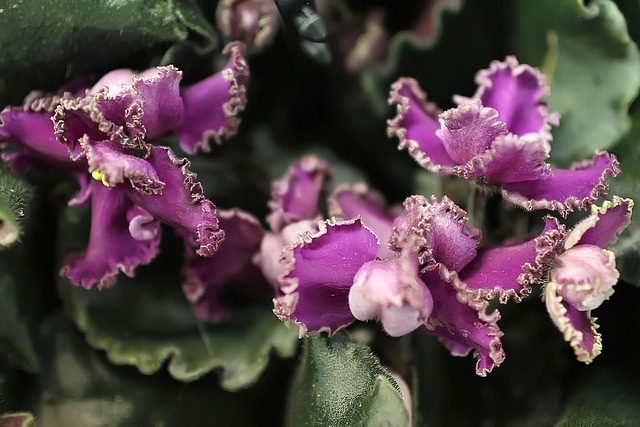 Blumen, Pflanze, Garten, Blütenblätter