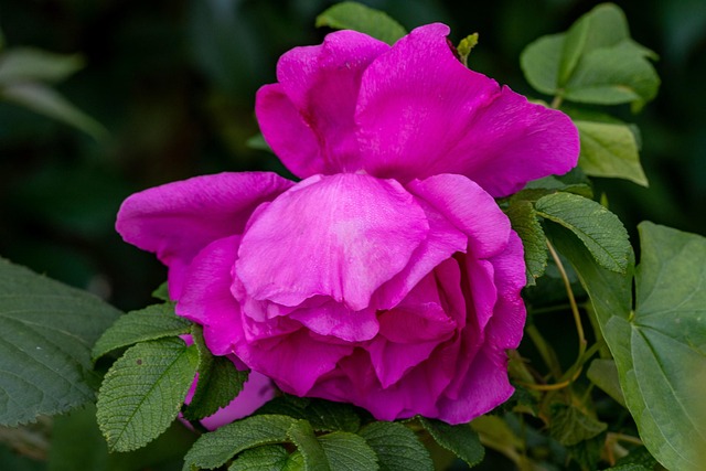 Blume, Rose, Blumentapete, Botanik, Rose