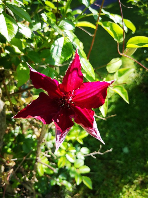 Blomst, Rød, Lila, Klematis, Natur