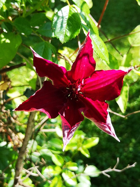 Lilla, Blomst, Klematis, Blomstre, Forår