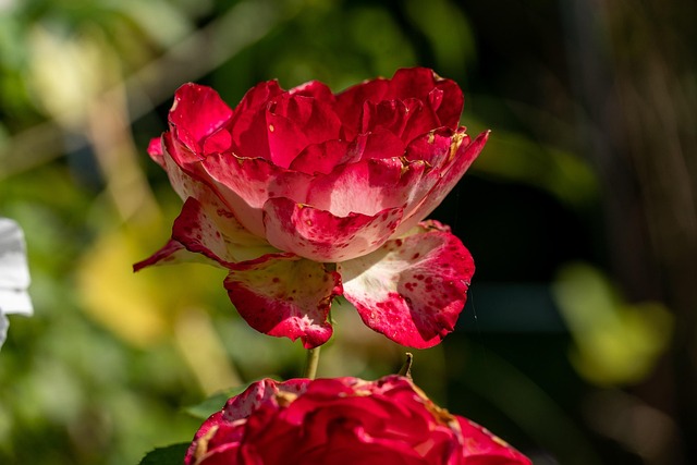 Rose, Blume, Pflanze, Rote Rose