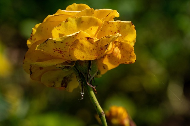 Rose, Blume, Pflanze, Gelbe Rose