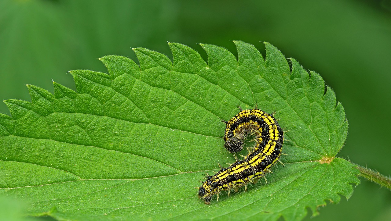 https://cdn.pixabay.com/photo/2022/05/26/08/06/caterpillar-7222226_1280.jpg