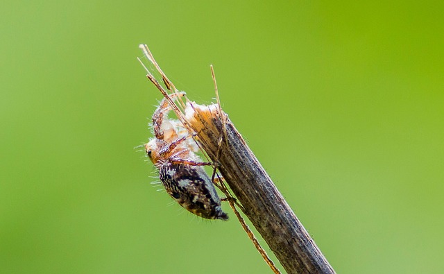 Free Insect Entomology photo and picture